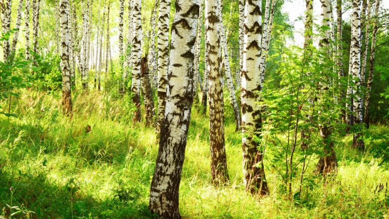 Objavte skrytú liečivú silu brezy, o ktorej vieme málo