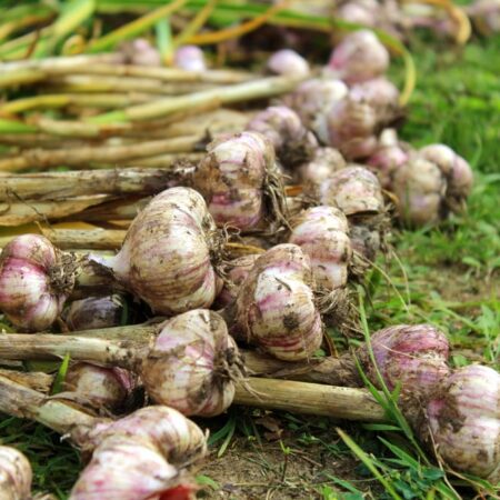 Pestovanie cesnaku je jednoduché, tu je rýchly manuál