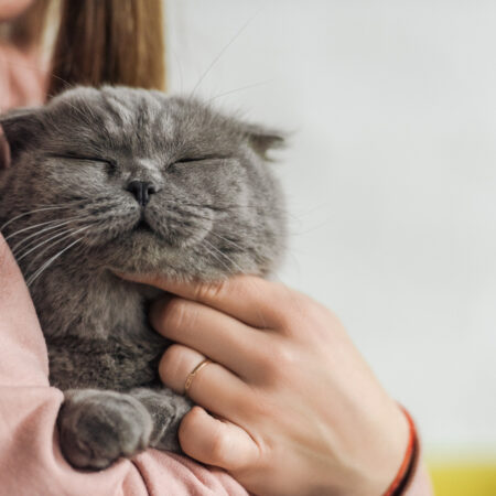 Mačka a jej pozitívny vplyv na naše zdravie