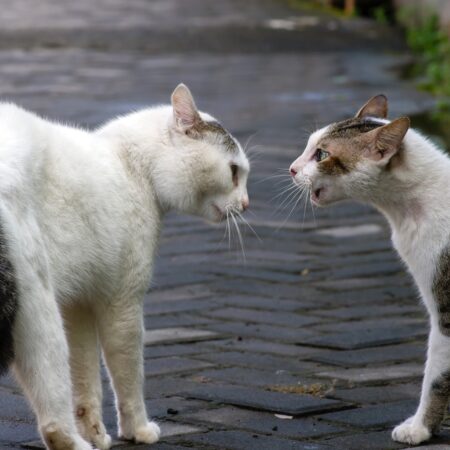 Kedy sa mačka hrá a kedy bojuje? Takto to rozlíšiť