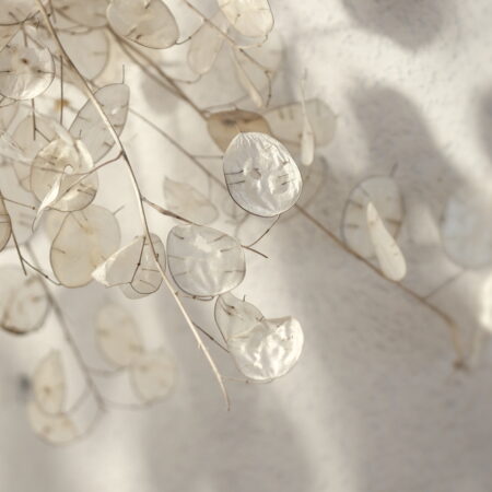 Ako pestovať čarovnú mesačnicu ročnú