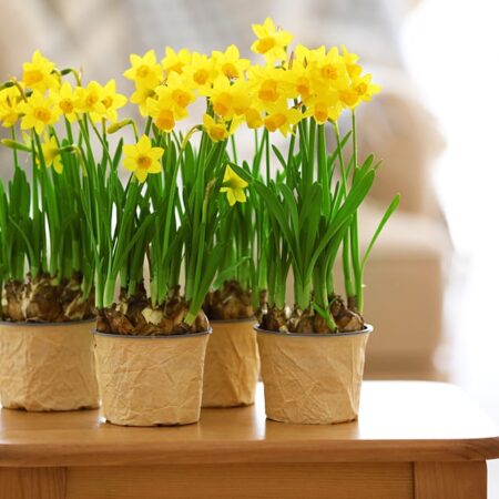 Jarné kvety, ktoré milujú alkohol. Máte ich doma?