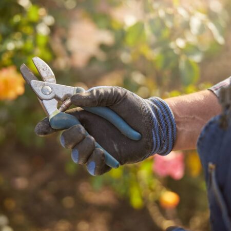 Ako správne čistiť a nabrúsiť záhradnícke nožnice