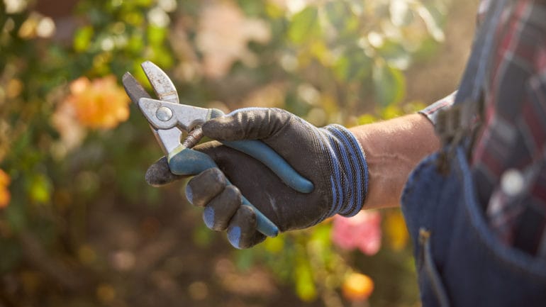 Ako správne čistiť a nabrúsiť záhradnícke nožnice