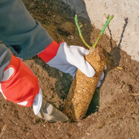 Jarné sadenie a strihanie ruží: Zásady, ktoré treba vedieť