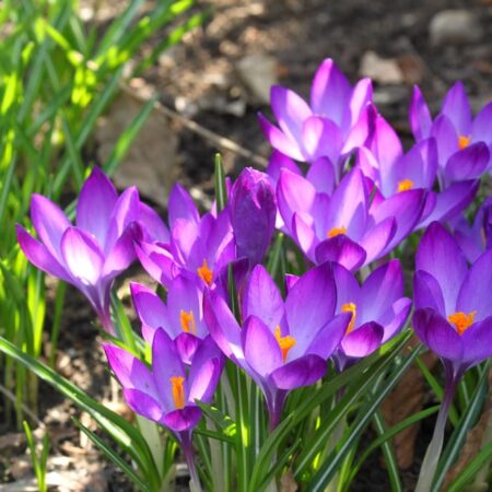 Pestujeme šafrany, takto potešia svojou krásou