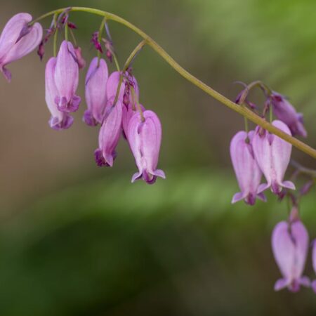 Najlepšie rastliny, ktoré rastú v úplnom tieni