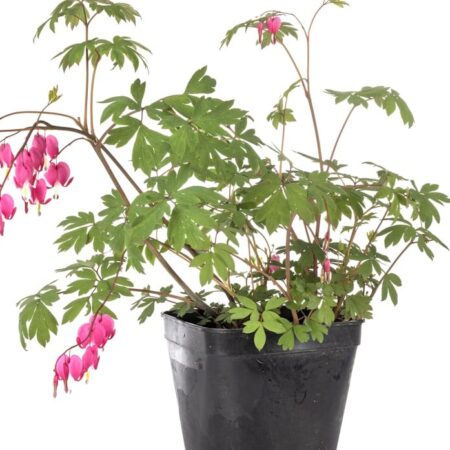 Srdcovka nádherná: takto ju pestovať v interiéri.