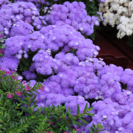 13 rastlín, ktorým sa bude dariť i v pôde s nízkym pH