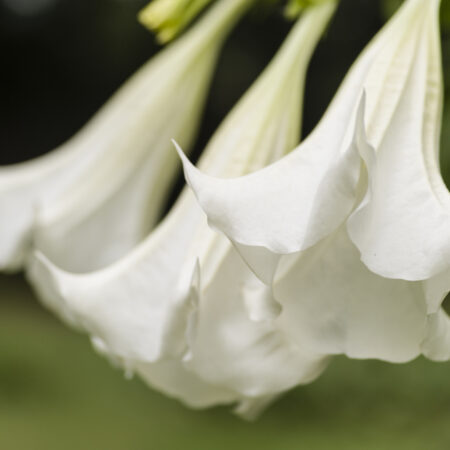 10 bielokvitnúcich stromov a kríkov pre vašu záhradu