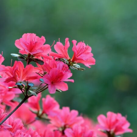 13 rastlín, ktoré milujú kyslú pôdu, časť. II