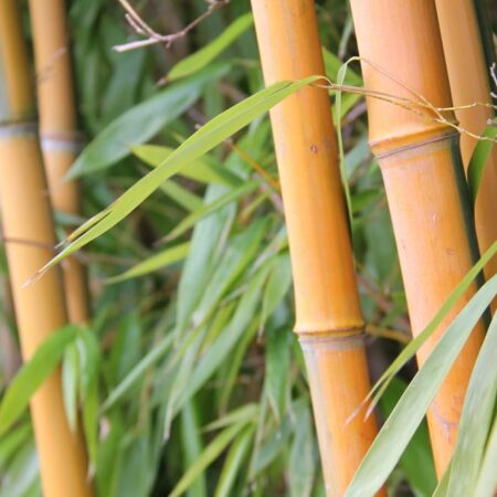 Bambusový živý plot ako protihluková bariéra