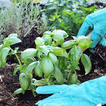 ako ochrániť zeleninu?