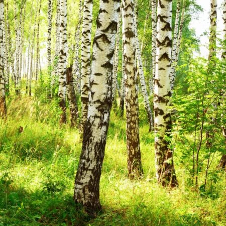 Objavte skrytú liečivú silu brezy, o ktorej vieme málo