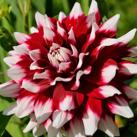 Vysoké rastliny do vašej záhrady: Vyberte si z týchto krások