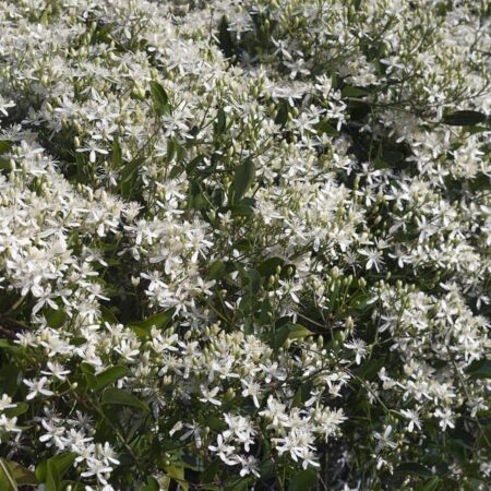 Výhody a nevýhody výsadby ťahavých rastlín pre tieň