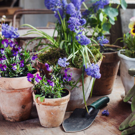Predpestovanie letničiek? Na toto treba myslieť