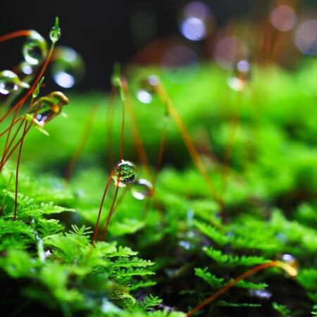 Mystický mach – vysadiť či nevysadiť ho v záhrade