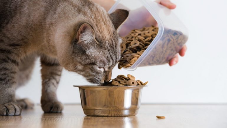 Ako často meniť krmivo pre mačky