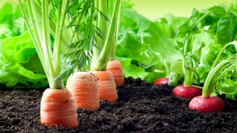 Zelenina, ktorá rastie rýchlo, chystáte sa ju sadiť?