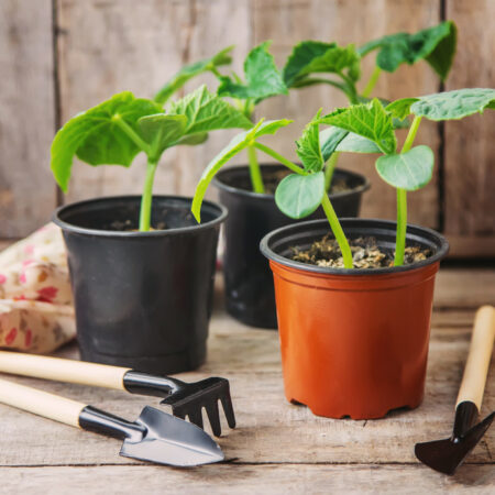 Užitočné tipy na pestovanie uhoriek v kvetináčoch