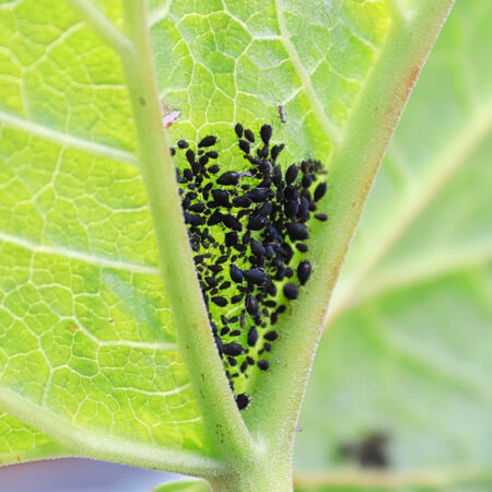 Tu sú ekologické postreky na vošky, buďte pripravení
