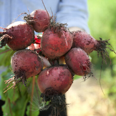 Zbavte sa jedov a toxínov, táto zelenina vás očistí