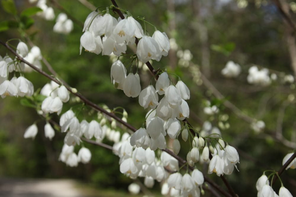10 bielokvitnúcich stromov a kríkov