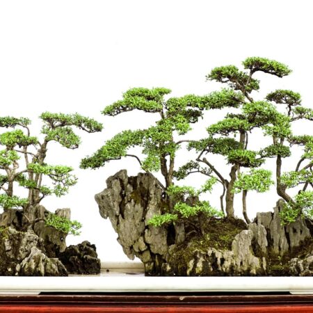 Yose-ue: Výnimočný štýl tvorby bonsajov