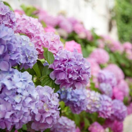 4 prekvapivé chyby pri pestovaní hortenzií