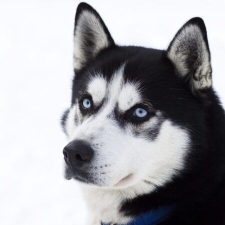 Chováte huskyho v byte? Pozor na tieto nebezpečenstvá