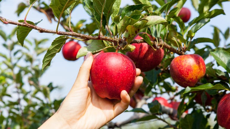 TOP nových odrôd jabloní, ktoré musíte mať
