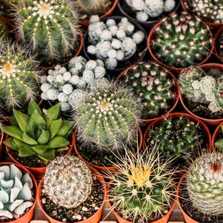 Ako na pestovanie kaktusu? Takto sa oň starajte po celý rok