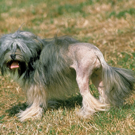 Top 7 plemien psov s nezvyčajným vzhľadom