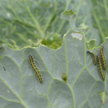 Buďte pripravení: Tieto škodce môžu zničiť zeleninu