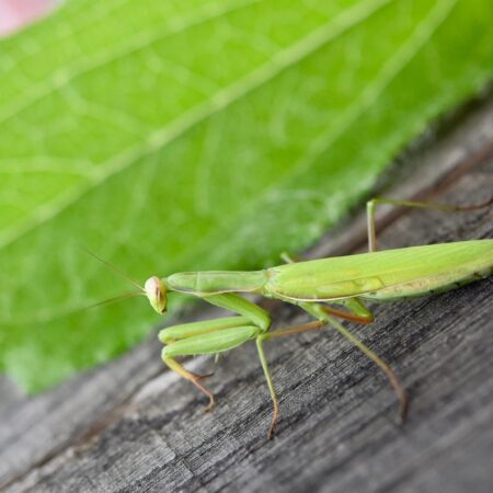 Modlivka v našej záhrade: Škodca či užitočný hmyz?