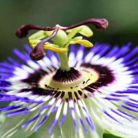 Krásna exotická mučenka: Poznáte jej účinky na zdravie?