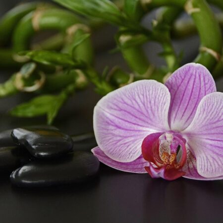 Symbolika a význam orchideí vo Feng Shui