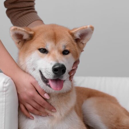 Ako udržať šťastného a zdravého psa dlhé roky