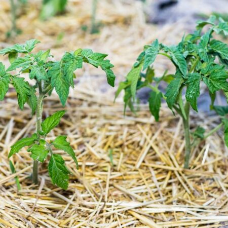 Výhody a nevýhody pestovania zeleniny v balíkoch slamy