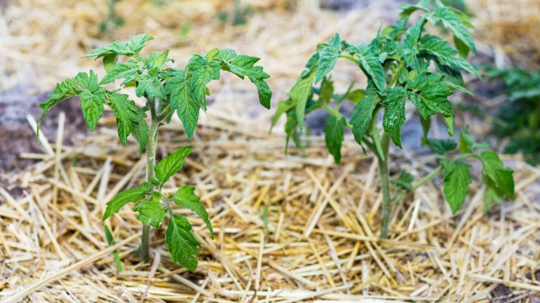 Výhody a nevýhody pestovania zeleniny v balíkoch slamy