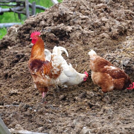 Je slepačí hnoj pre vás najlepší? Toto treba vedieť