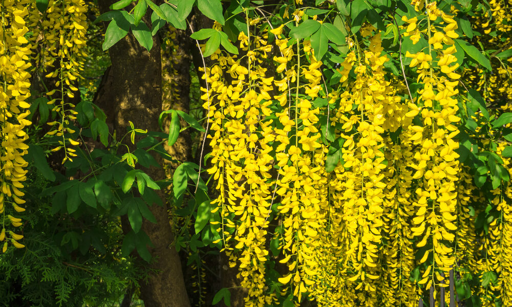 Dodajte svojej záhrade vôňu, tieto kvety sa o to postarajú