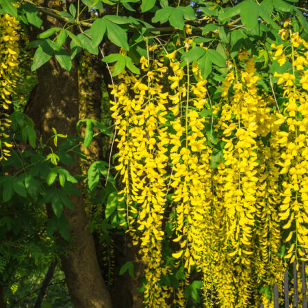 Dodajte svojej záhrade vôňu, tieto kvety sa o to postarajú