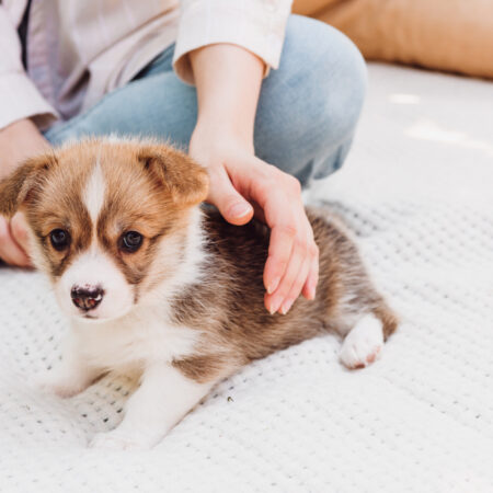 Chyby, ktorých sa dopúšťame pri starostlivosti o šteniatko