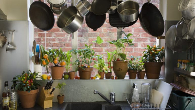 10 izbových rastlín, ktorým sa bude dariť v kuchyni