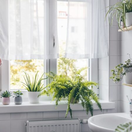 15 izbových rastlín vhodných do kúpeľne, č. I