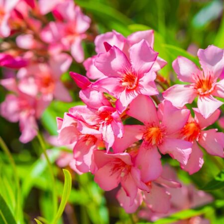 Oleander z dovolenky. Takto jednoducho si ho rozmnožíte