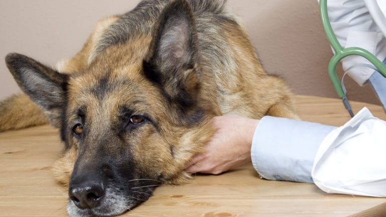 Choroba psov- helmintóza, všetko čo o nej treba vedieť