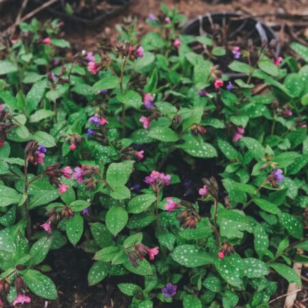 Bylinkové kúry z vašej záhrady účinné proti kašľu